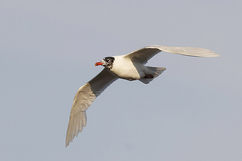 Mediterranean Gull by Mick Dryden