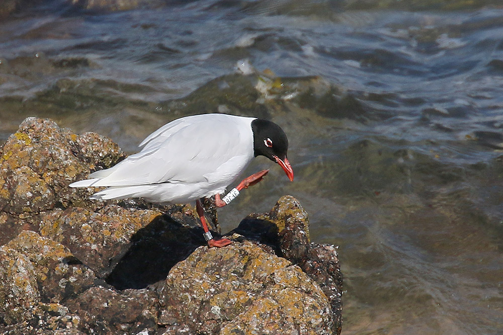 Mediterranean Gull by Mick Dryden