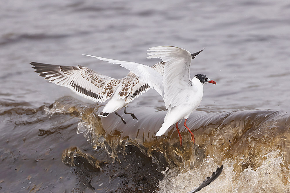 Mediterranean Gulls by Mick Dryden