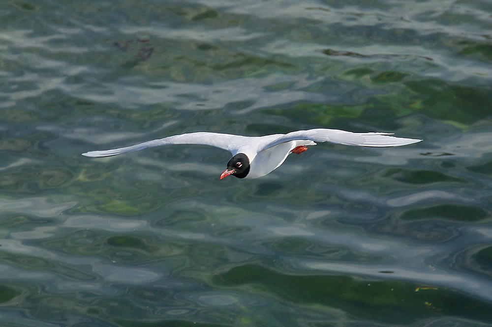 Mediterranean Gull by Mick Dryden