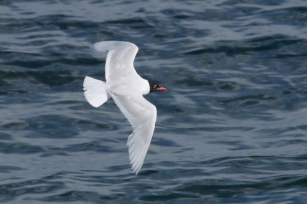 Mediterranean Gull by Mick Dryden