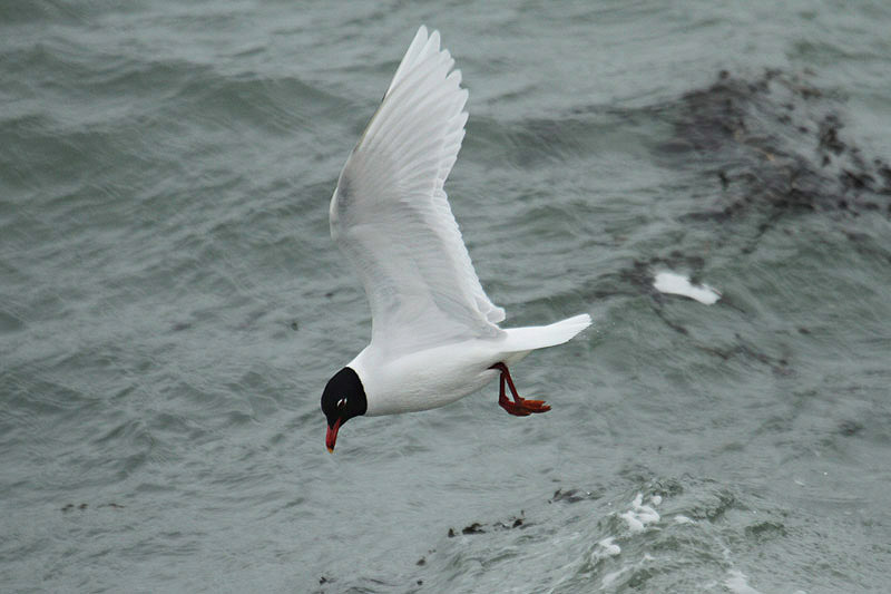 Mediterranean Gull by Mick Dryden