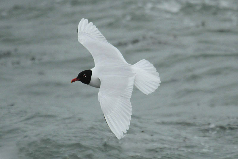 Mediterranean Gull by Mick Dryden
