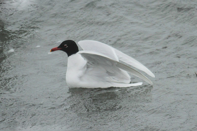 Mediterranean Gull by Mick Dryden