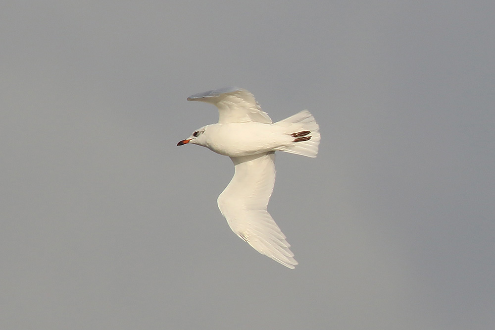 Mediterranean Gull by Mick Dryden