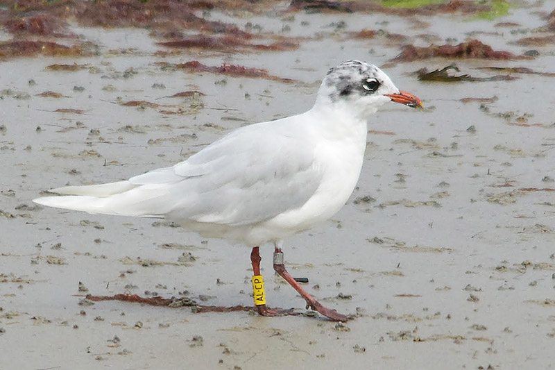 Mediterranean Gull by Chris Eve