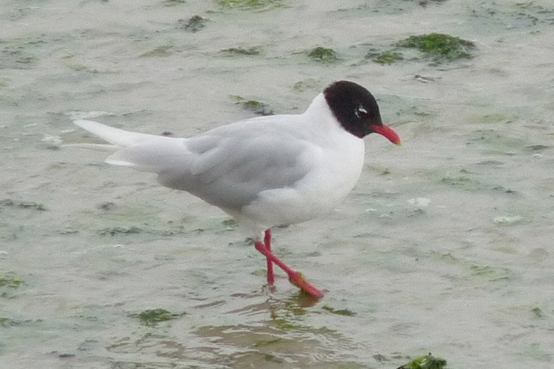 Mediterranean Gull by Sarah Scriven