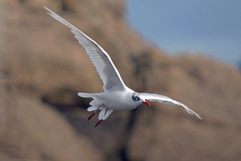 Mediterranean Gull by Romano da Costa