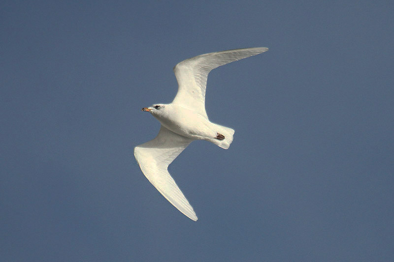 Mediterranen Gull by Mick Dryden
