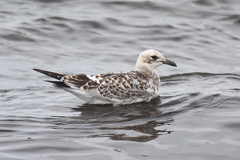 Mediterranean Gull by Mick Dryden