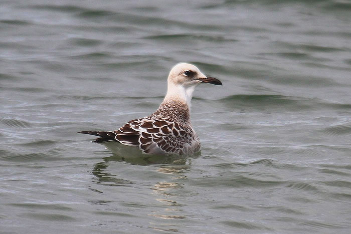 Mediterranean Gull by Mick Dryden