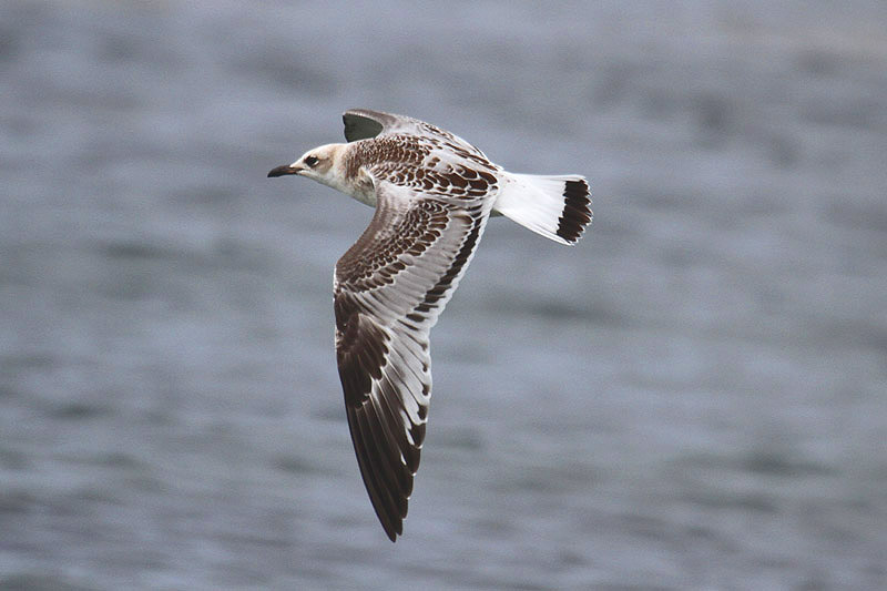 Mediterranean Gull by Mick Dryden