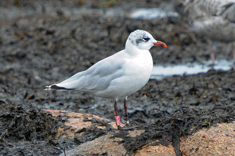 Mediterranean Gull by Romano da Costa