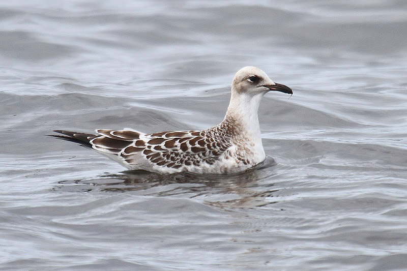 Mediterranean Gull by Mick Dryden