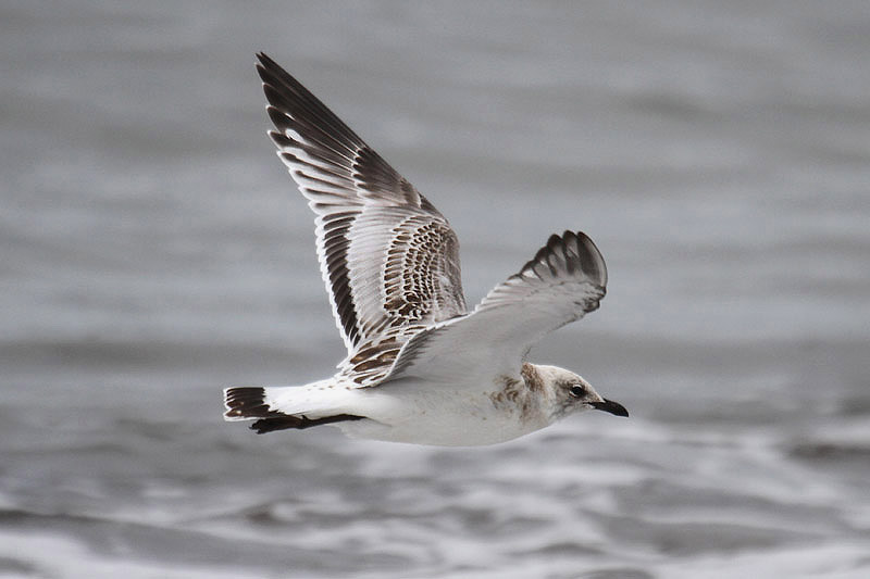 Mediterranean Gull by Mick Dryden