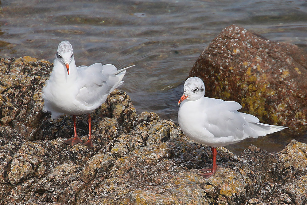 Mediterranean Gull by Mick Dryden