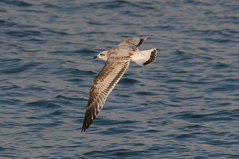 Mediterranean Gull by Duncan Wilson