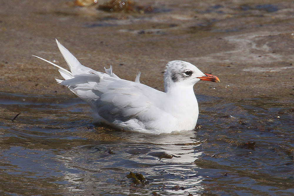 Mediterranean Gull by Mick Dryden