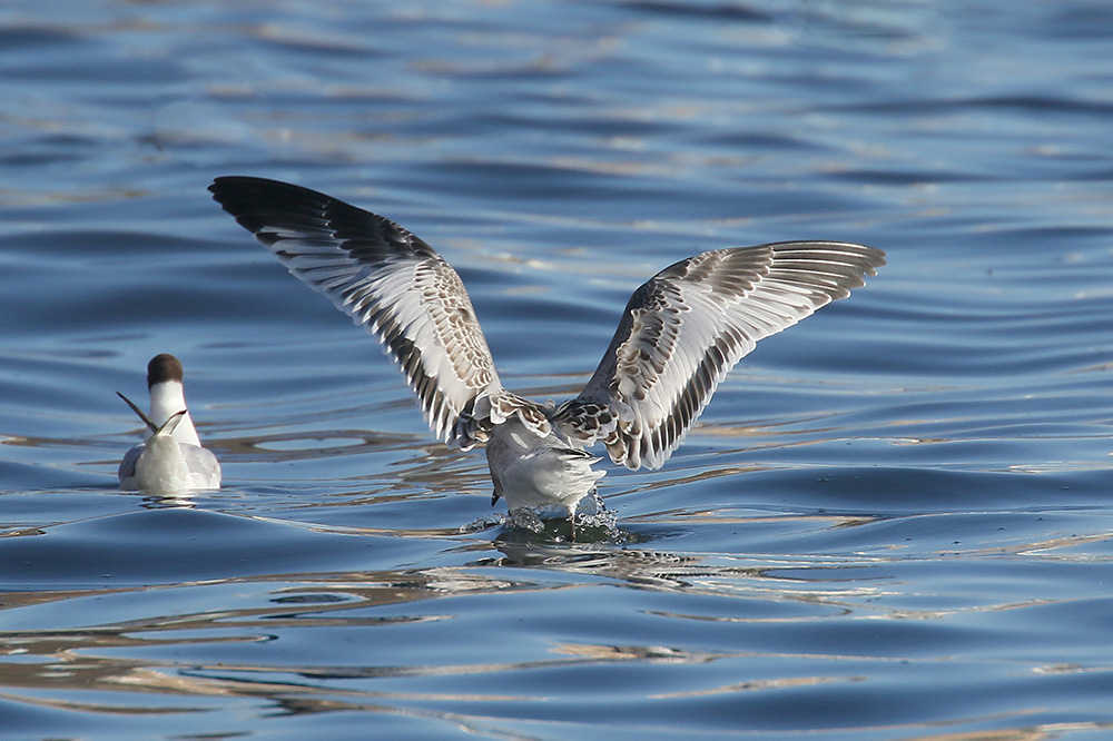 Mediterranean Gull by Mick Dryden
