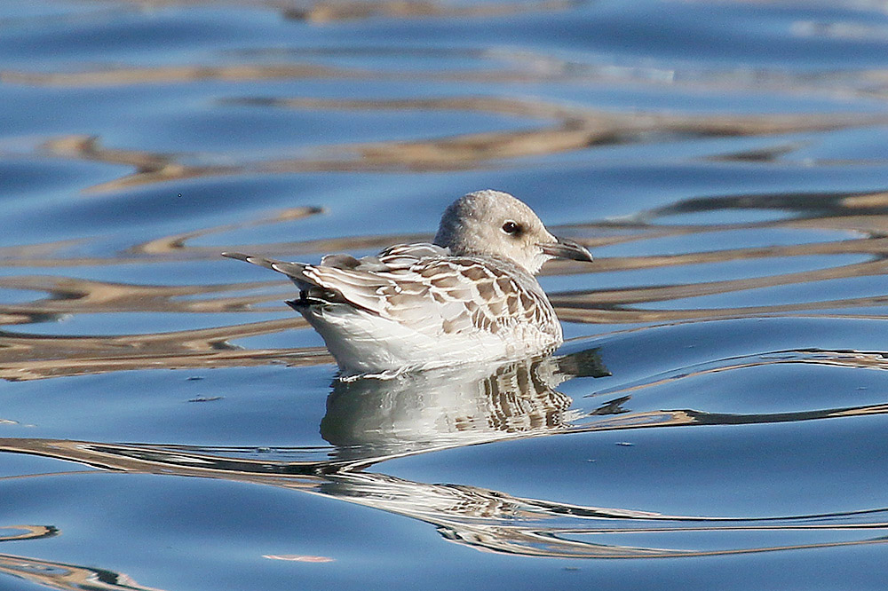 Mediterranean Gull by Mick Dryden