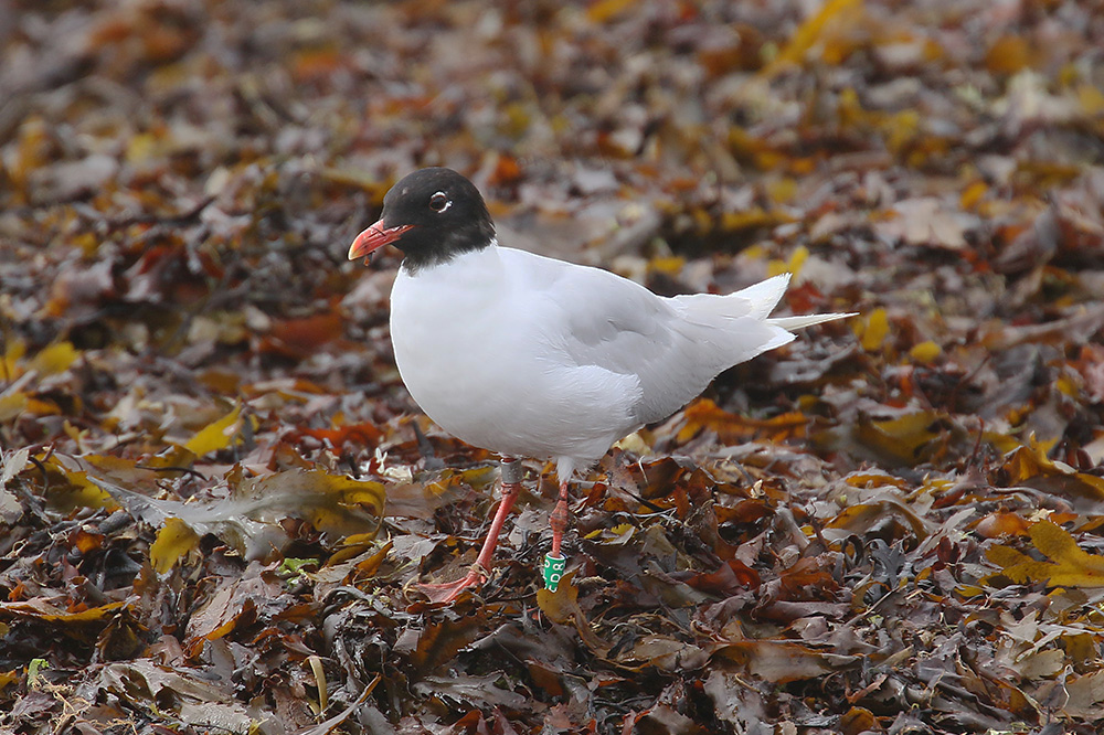 Mediterranean Gull by Mick Dryden