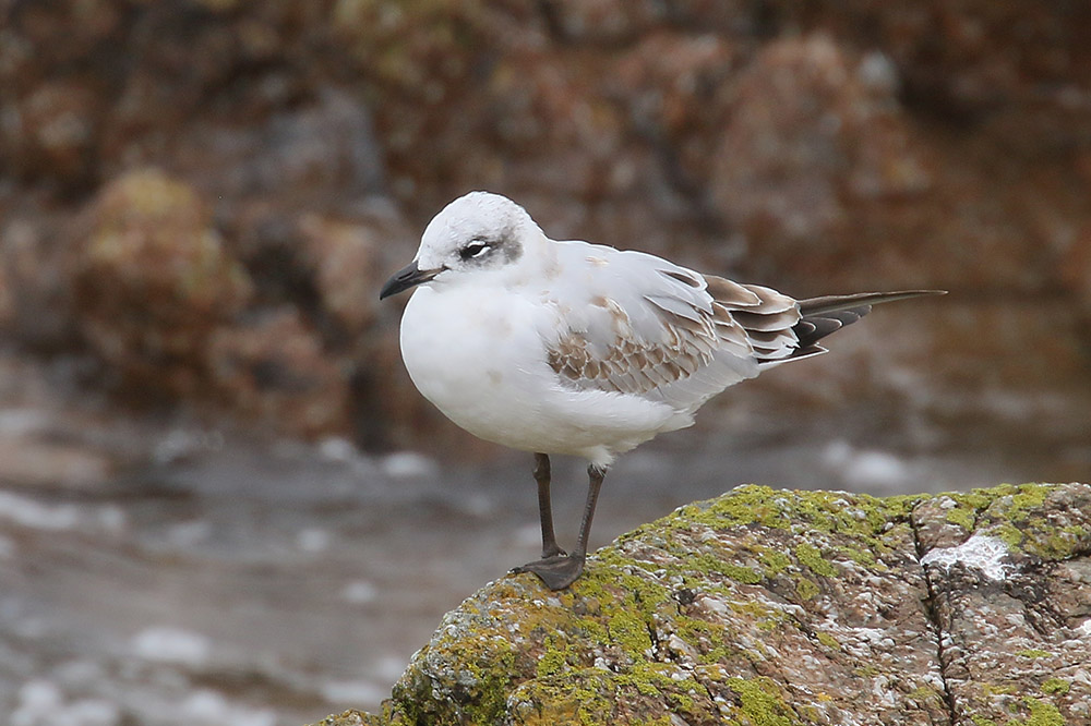 Mediterranean Gull by Mick Dryden