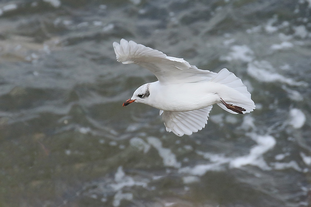 Mediterranean Gull by Mick Dryden