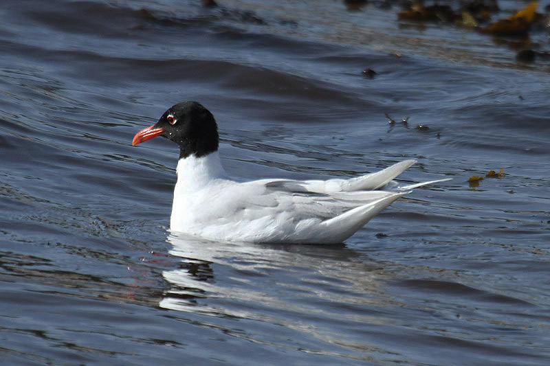 Mediterranean Gull by Mick Dryden