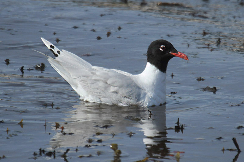 Mediterranean Gull by Mick Dryden