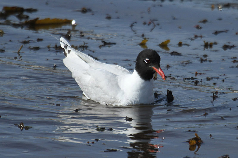 Mediterranean Gull by Mick Dryden