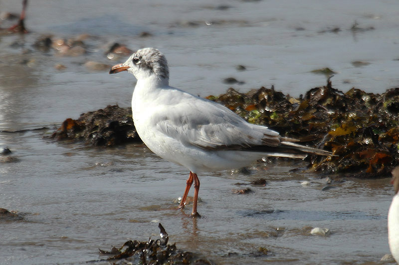 Mediterranean Gull by Mick Dryden