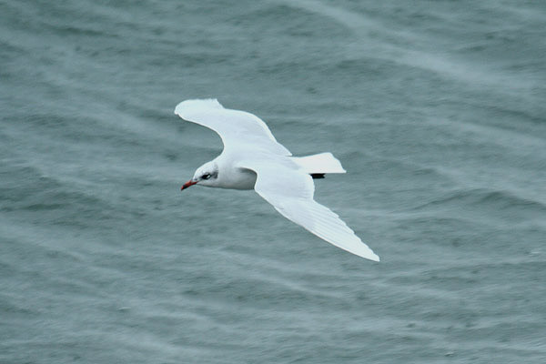 Mediterranean Gull by Mick Dryden