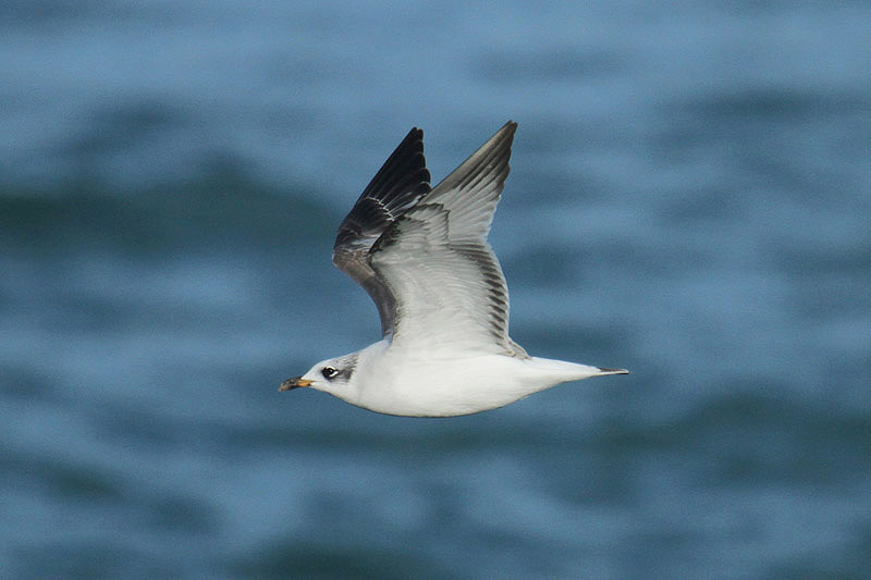 Mediterranean Gull by Mick Dryden