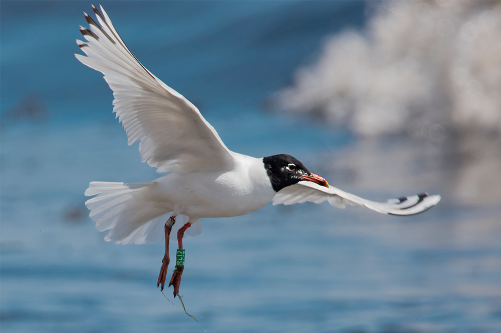 Mediterranean Gull by Romano da Costa