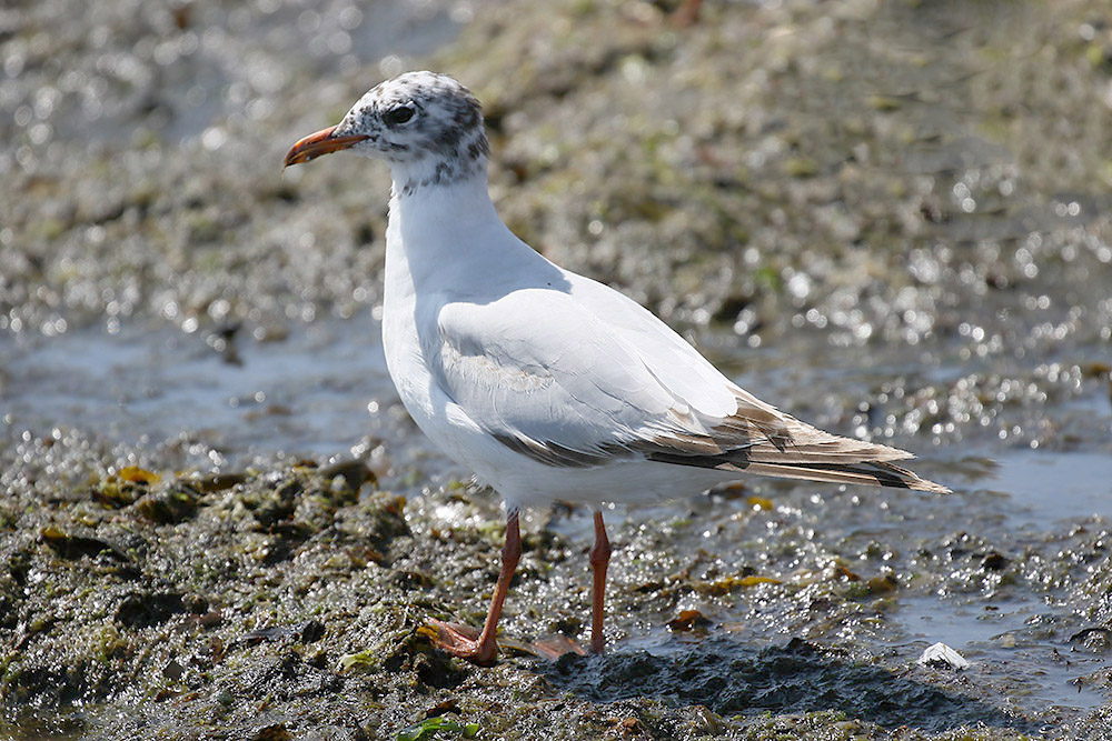 Mediterranean Gull by Mick Dryden