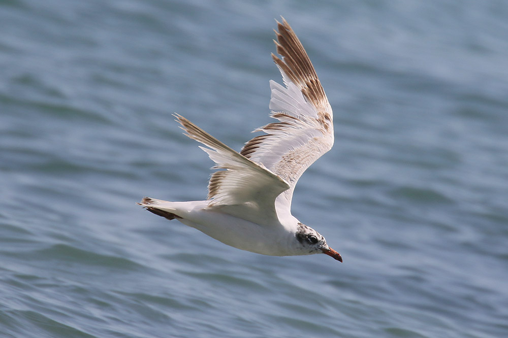 Mediterranean Gull by Mick Dryden