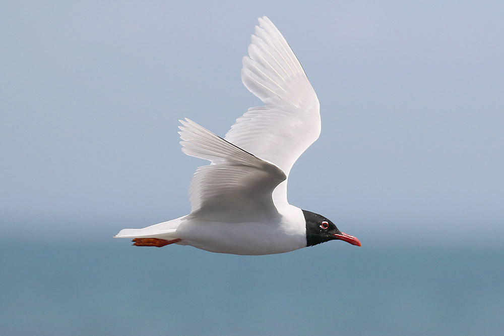 Mediterranean Gull by Mick Dryden