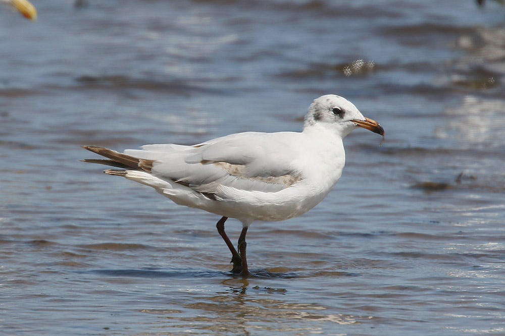 Mediterranean Gull by Mick Dryden