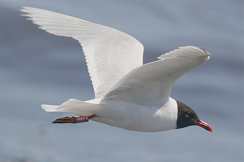 Mediterranean Gull by Mick Dryden