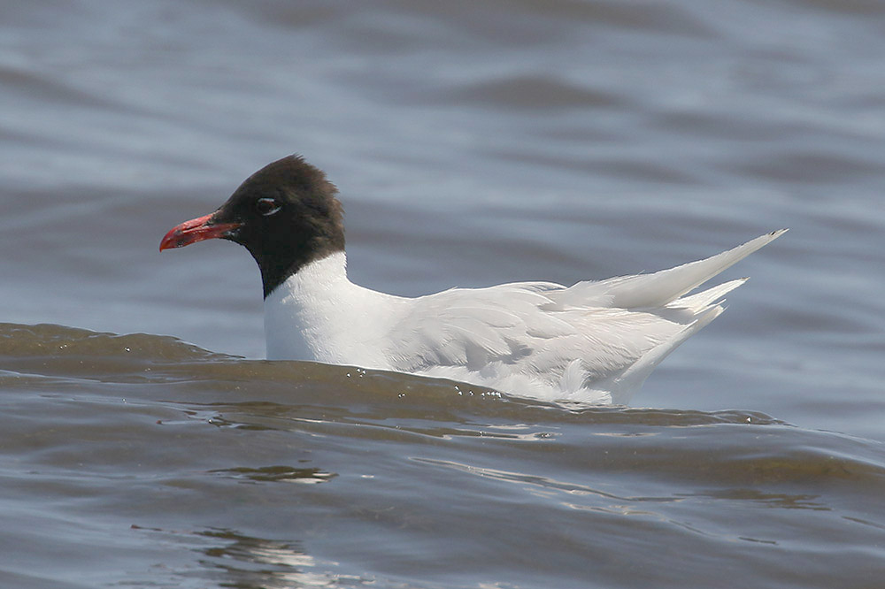 Mediterranean Gull by Mick Dryden