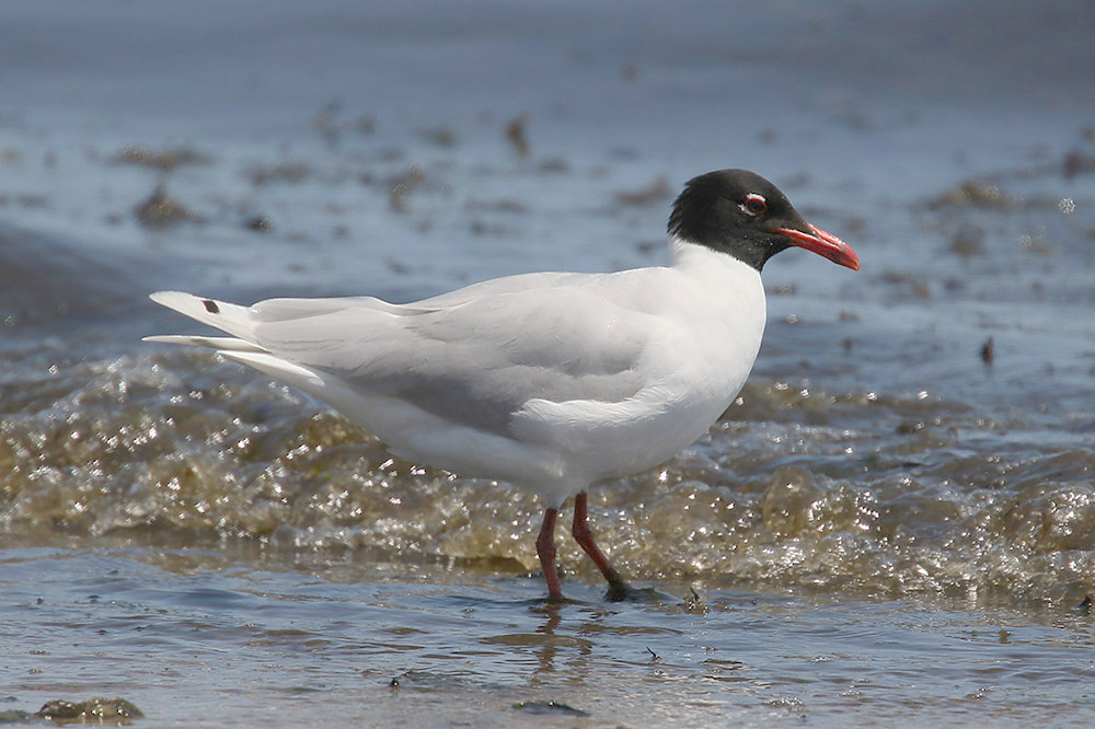 Mediterranean Gull by Mick Dryden