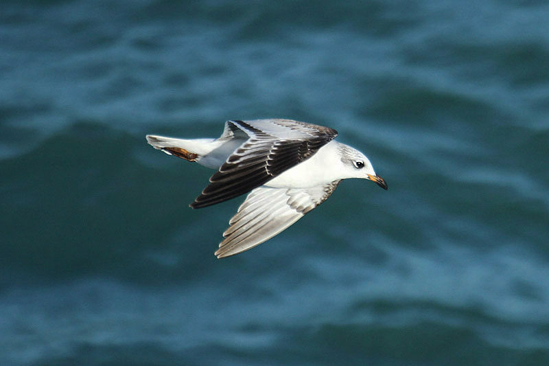 Mediterranean Gull by Mick Dryden