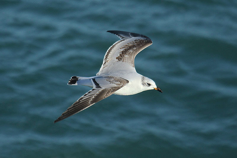 Mediterranean Gull by Mick Dryden