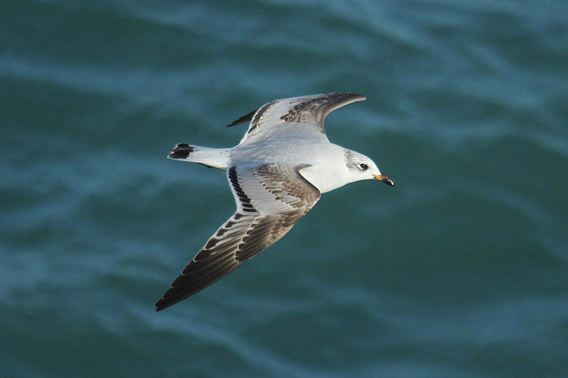 Mediterranean Gull by Mick Dryden