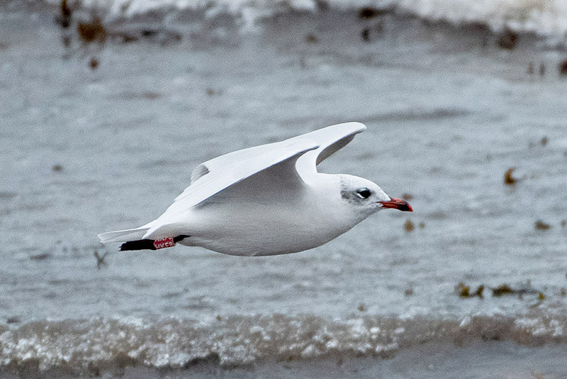 Mediterranean Gull by Stewart Logan