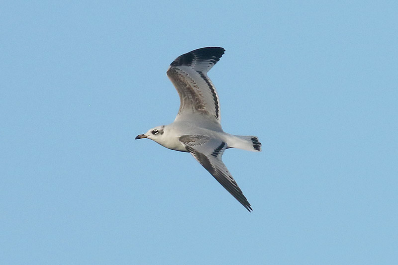 Mediterranean Gull by Mick Dryden