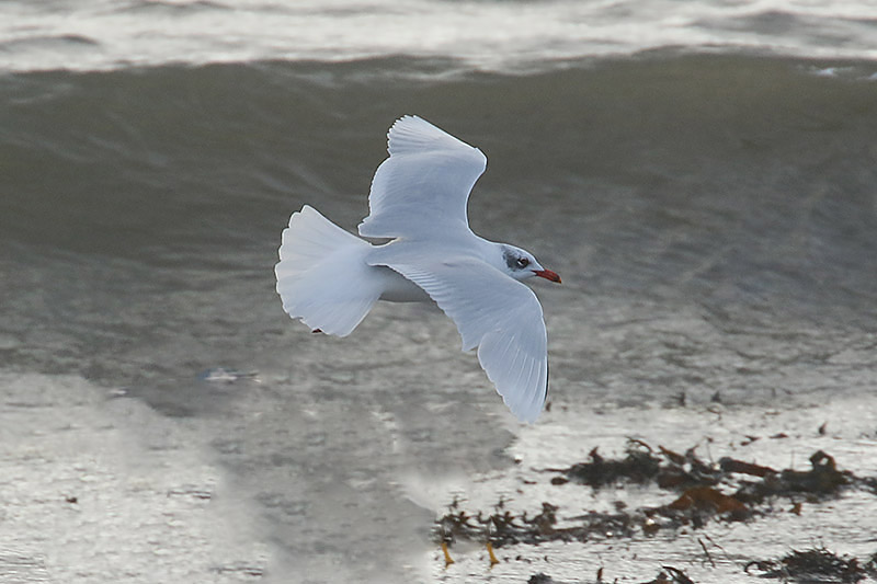 Mediterranean Gull by Mick Dryden