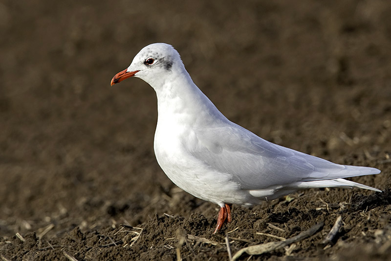 Mediterranean Gull by Romano da Costa