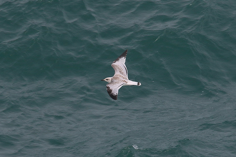 Mediterranean Gull by Mick Dryden