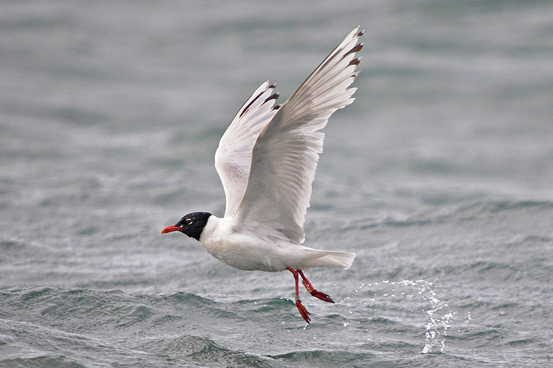 Mediterranean Gull by Romano da Costa